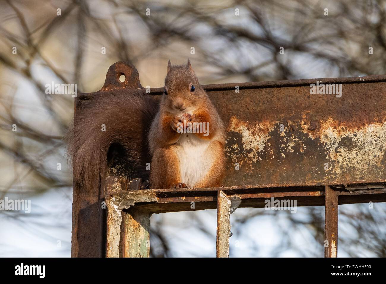 Scoiattolo rosso (Sciurus vulgaris), Insch, Aberdeenshire, Scozia, REGNO UNITO Foto Stock