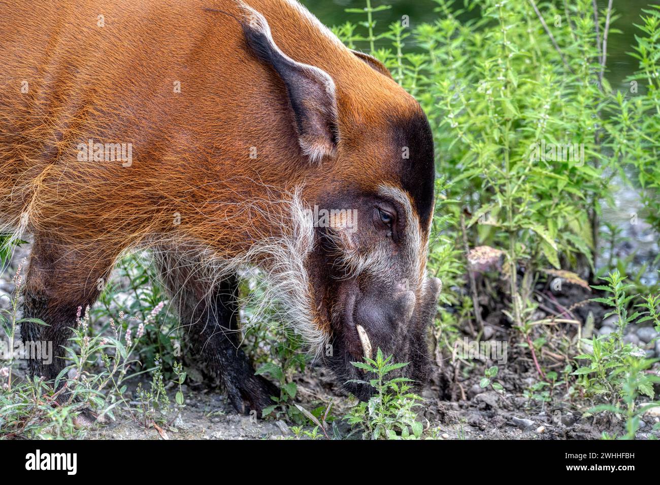 Red River Hog. un animale per lo più notturno visto nelle foreste pluviali, a questo maiale piacciono le aree paludose, e per lo più cercano cibo come gruppo di notte, e sono onnivo Foto Stock