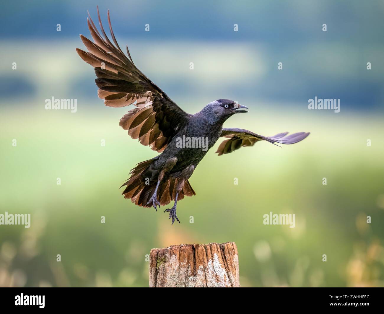 Un Jackdaw, (Corvus monedula), che decolla da un palo di legno Foto Stock