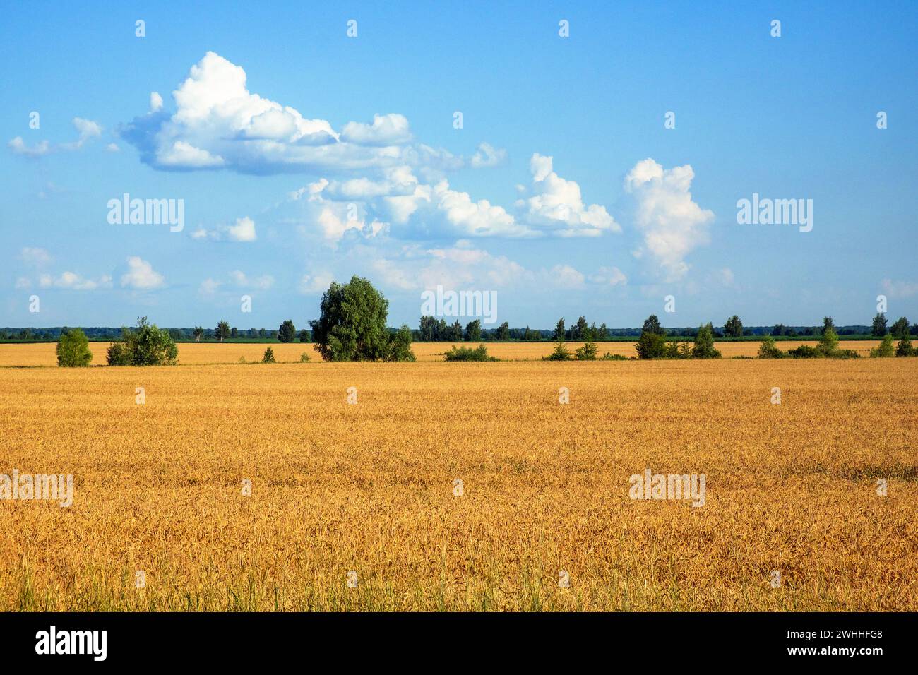 Un vasto campo di grano maturo con alberi lontani e un cielo blu. Foto Stock