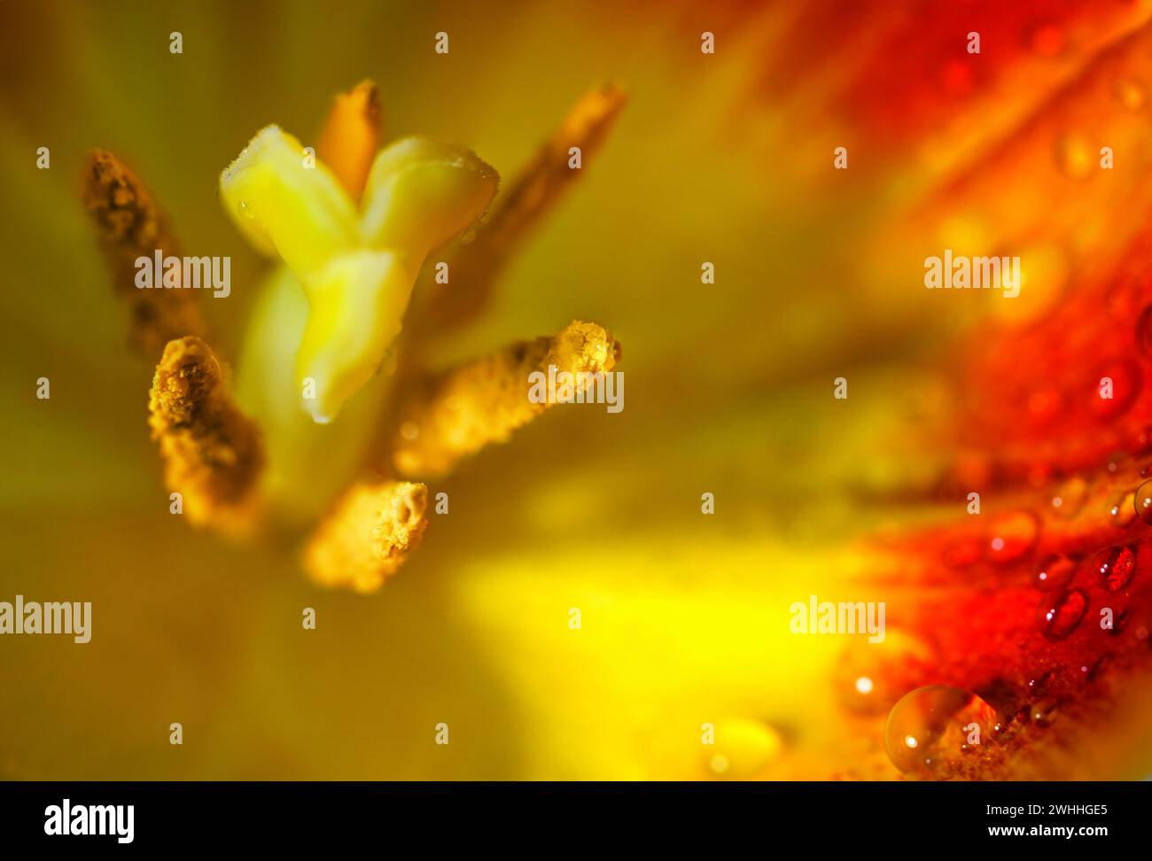 All'interno di un tulipano rosso giallo fiorito con pistola, stami e gocce d'acqua sul petalo, macro fiore astratto, copia spazio, S. Foto Stock