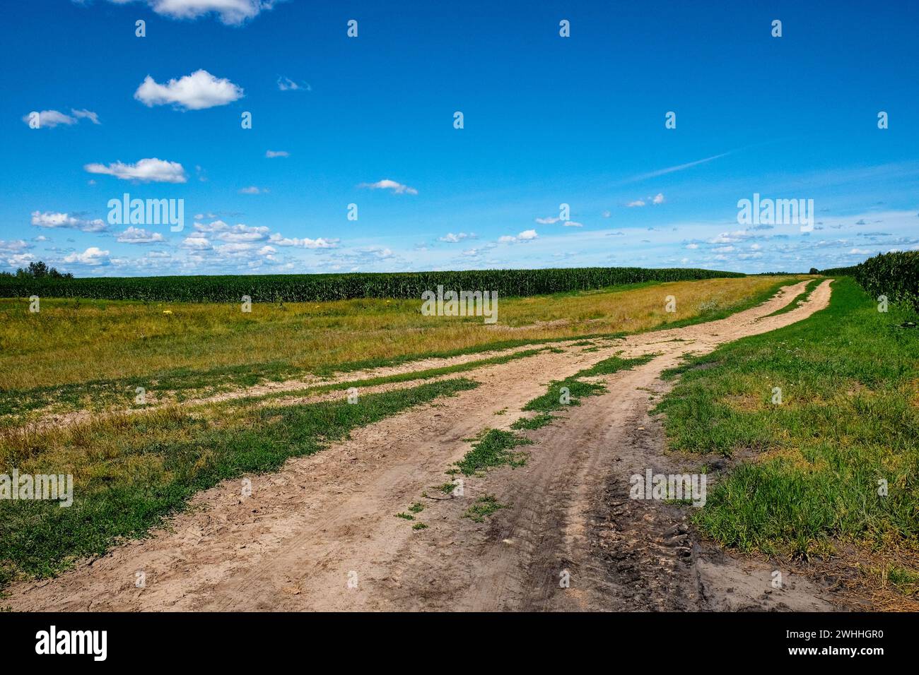 Una giornata limpida su un paesaggio rurale con una strada sterrata che taglia i campi, delimitata da una vegetazione lussureggiante e da un cielo esteso. Foto Stock