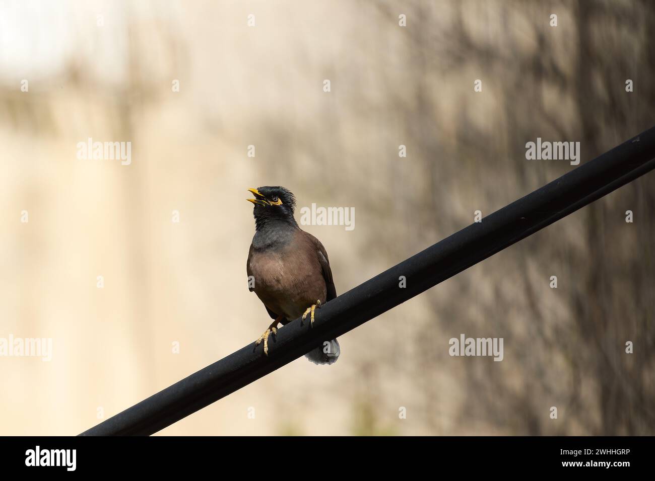 Bella Myna seduta su un ramo d'albero. Foto Stock