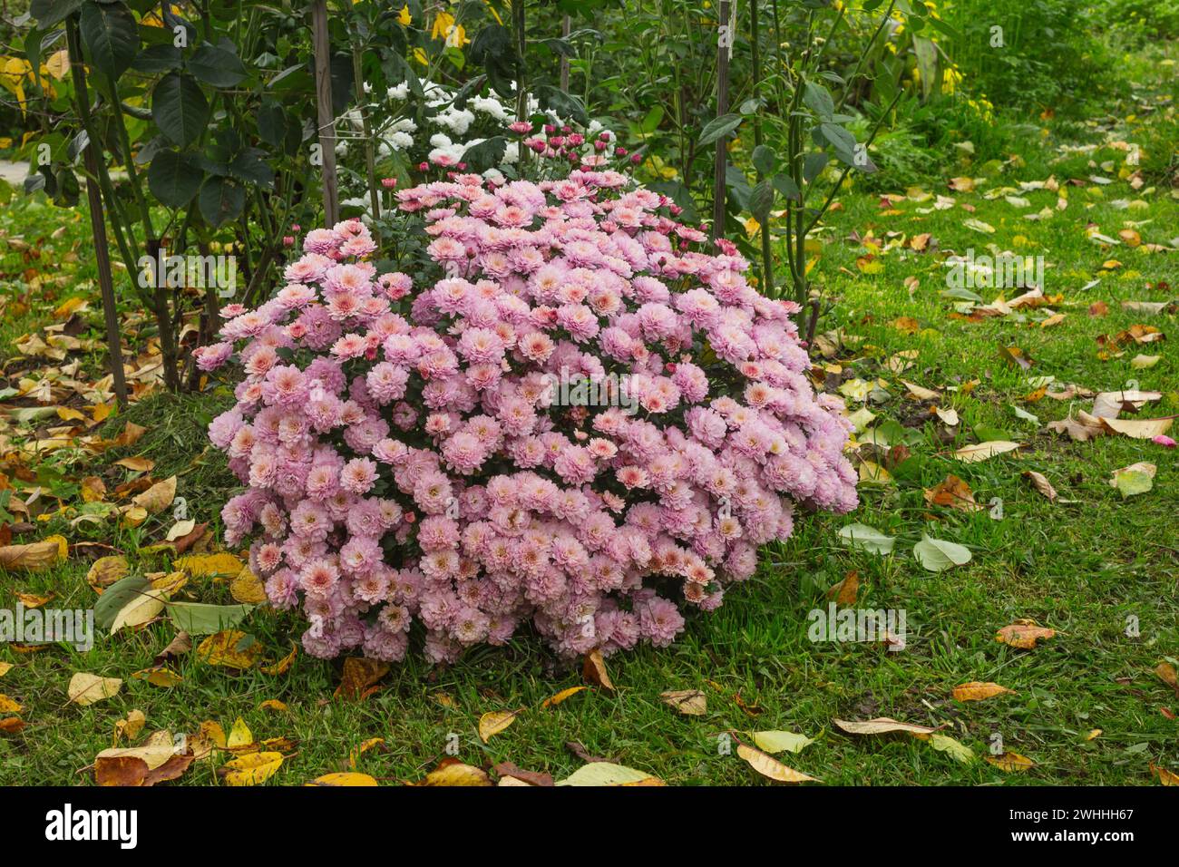 Lussureggiante arbusto di crisantemi rosa e fogliame caduto Foto Stock