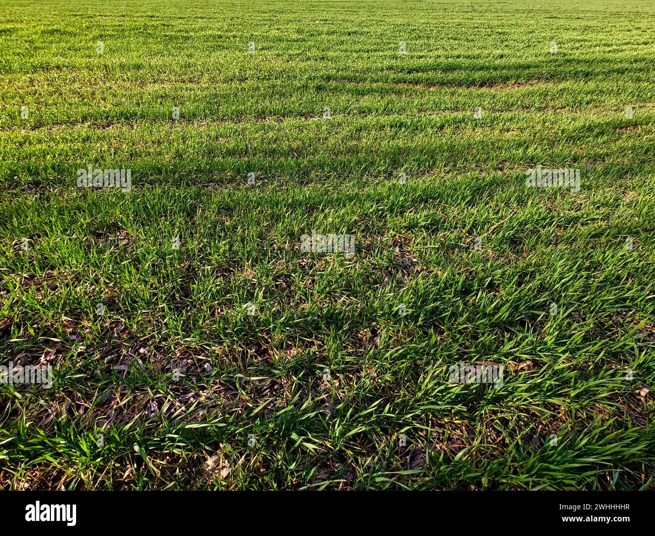 L'immagine raffigura un rigoglioso campo di erba verde, illuminato dalla luce del sole che getta ombre e mette in evidenza la consistenza dell'erba. Foto Stock