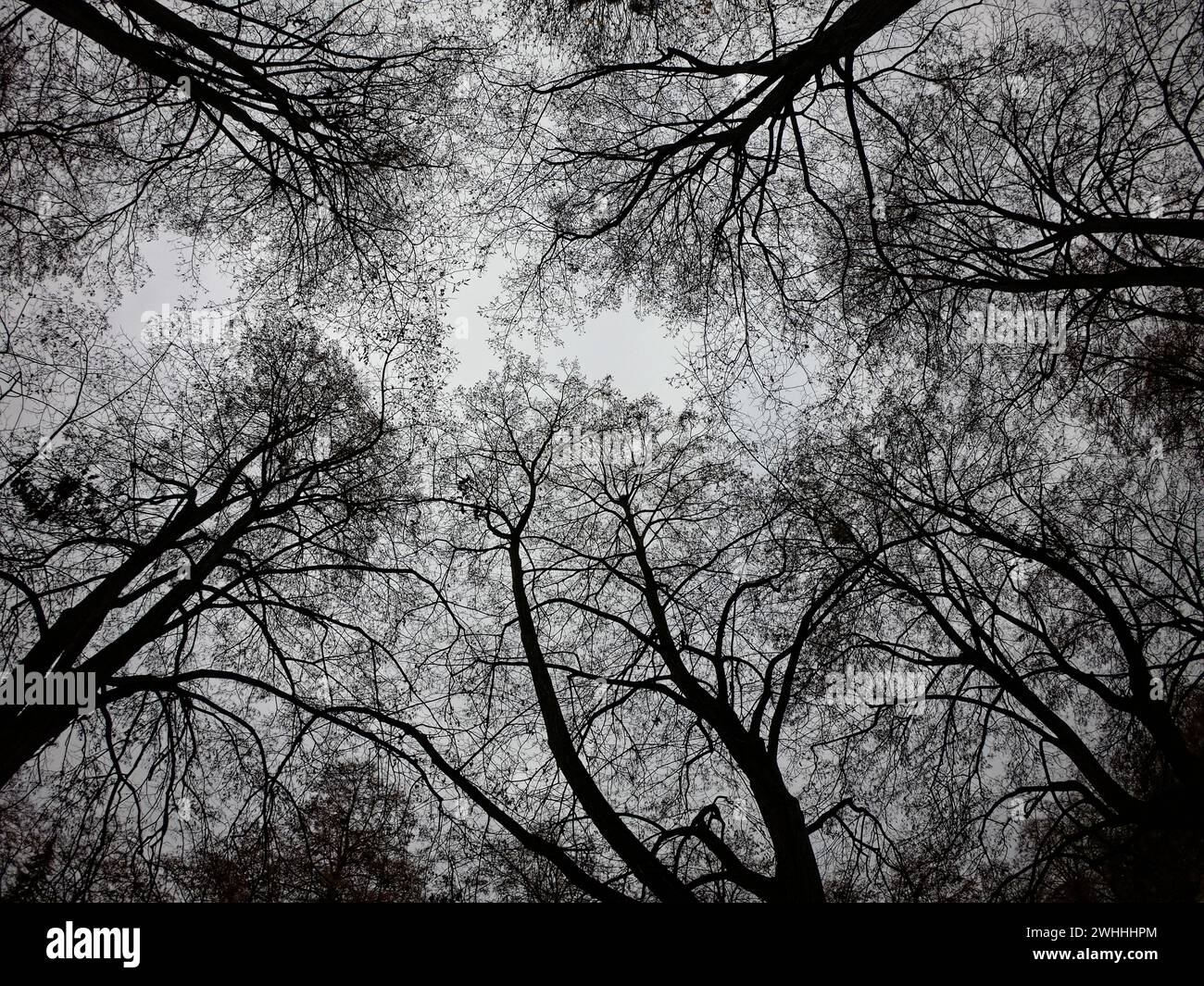 Un'immagine in bianco e nero di intricati rami di alberi contro il cielo. Foto Stock