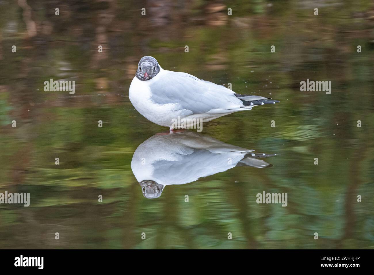 Gabbiano con testa nera (Chroicocephalus ridibundus), Johnston Gardens, Aberdeen, Scozia, REGNO UNITO Foto Stock