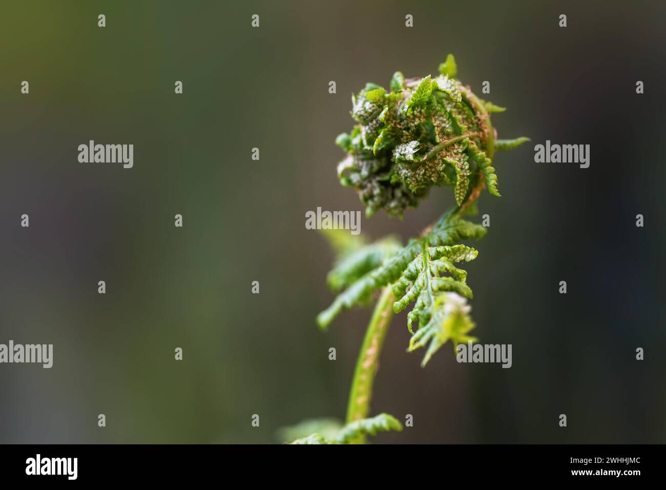 Fern srotolando una giovane fronda con sori sul lato inferiore, macro girato in natura su uno sfondo verde, copia spazio, seleziona Foto Stock