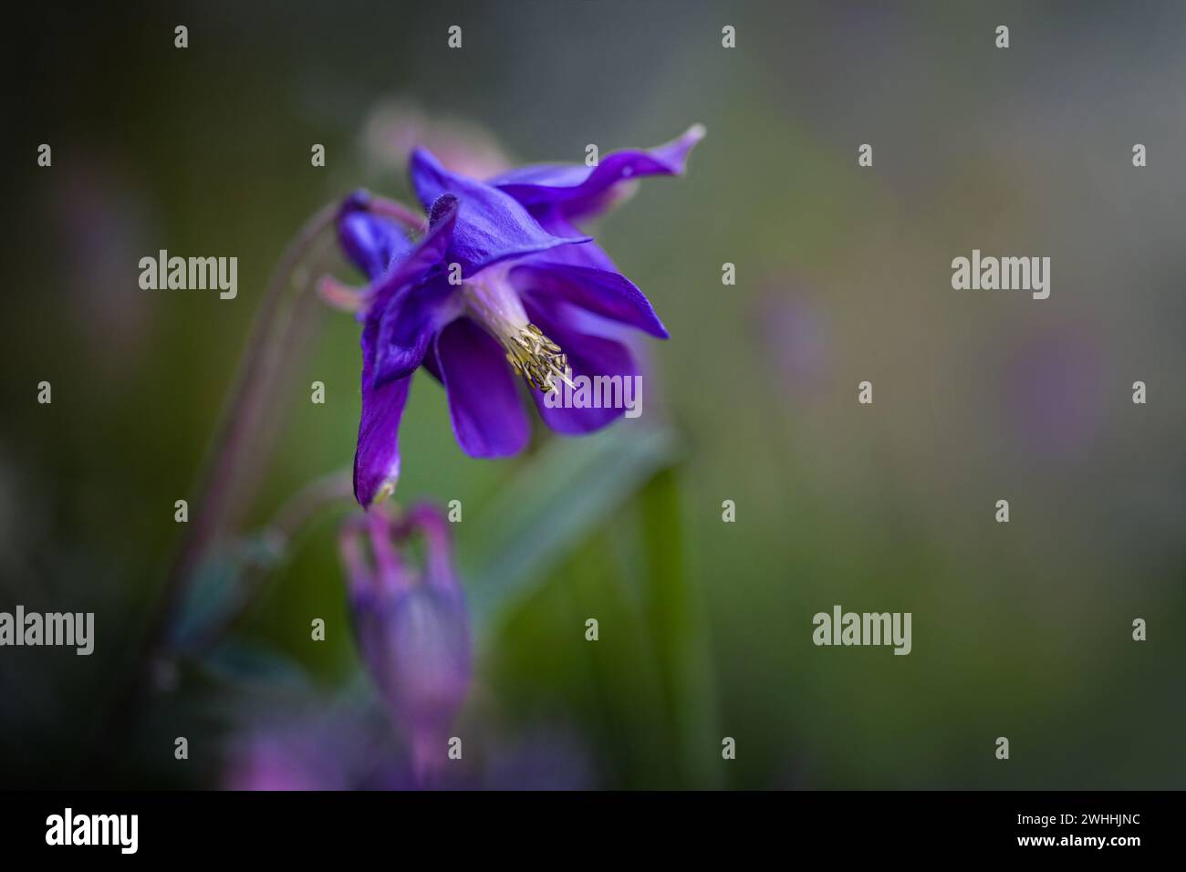 Fiore viola della comune columbina (Aquilegia vulgaris) in un prato selvaggio, macro girato su sfondo verde, copia spazio, sele Foto Stock