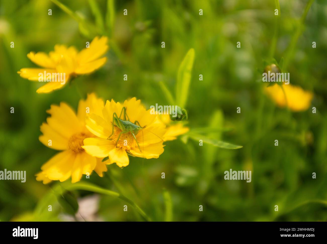 grasshopper all'interno di un fiore giallo (coreopsis) Foto Stock