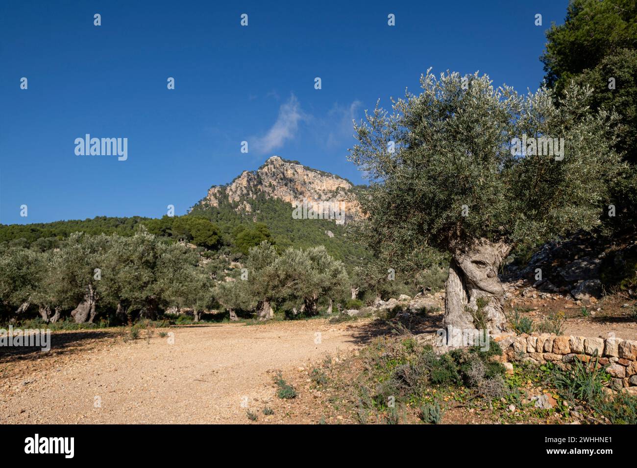 Olivar de Son Moragues Foto Stock