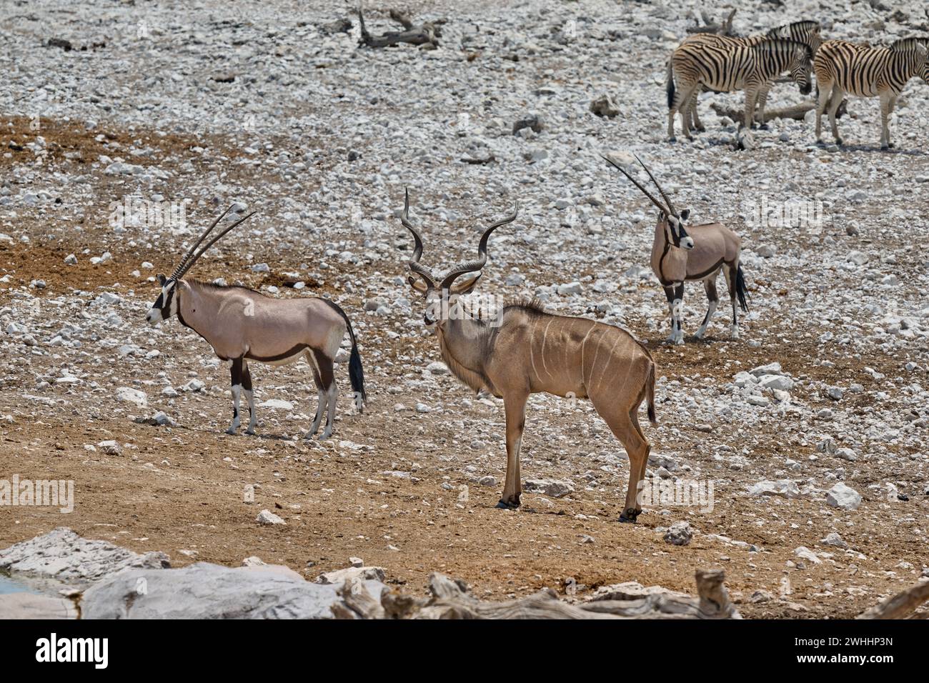 Animali misti di Kudu (Strepsiceros zambesiensis), zebra delle pianure (Equus quagga) e Gemsbock (Oryx gazella), Parco nazionale di Etosha, Namibia, Africa Foto Stock