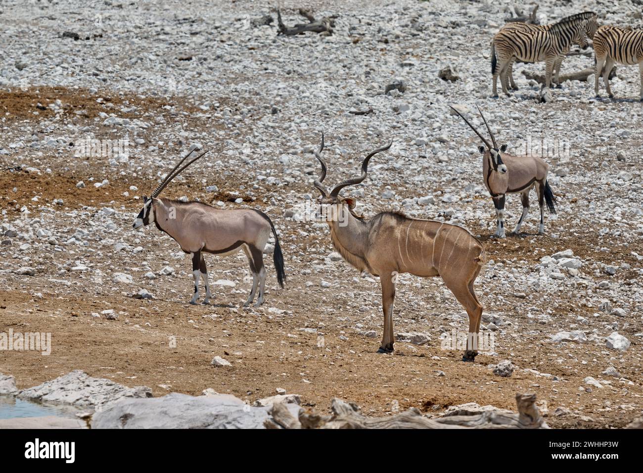 Animali misti di Kudu (Strepsiceros zambesiensis) e Gemsbock (Oryx gazella), Parco nazionale di Etosha, Namibia, Africa Foto Stock