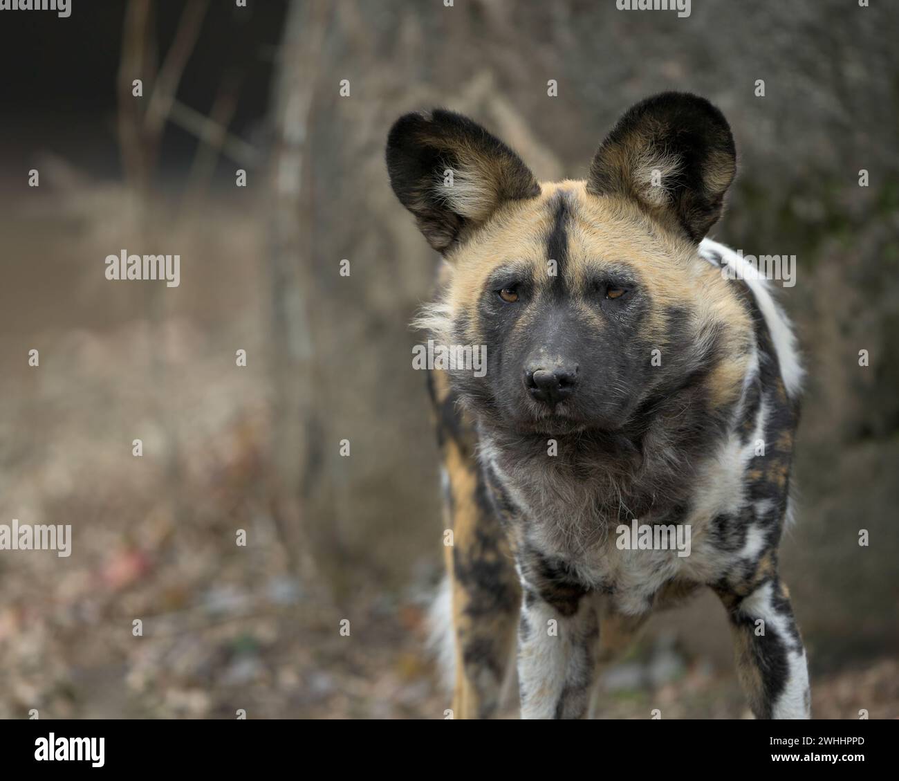 Ritratto di primo piano del cane selvatico africano (Lycaon pictus) su terreni rocciosi Foto Stock