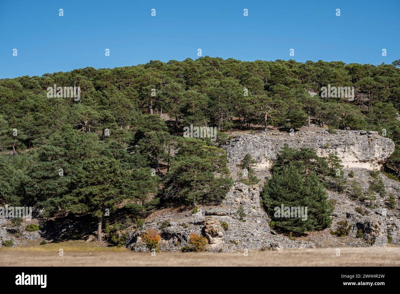 Pini di Cantalojas Foto Stock