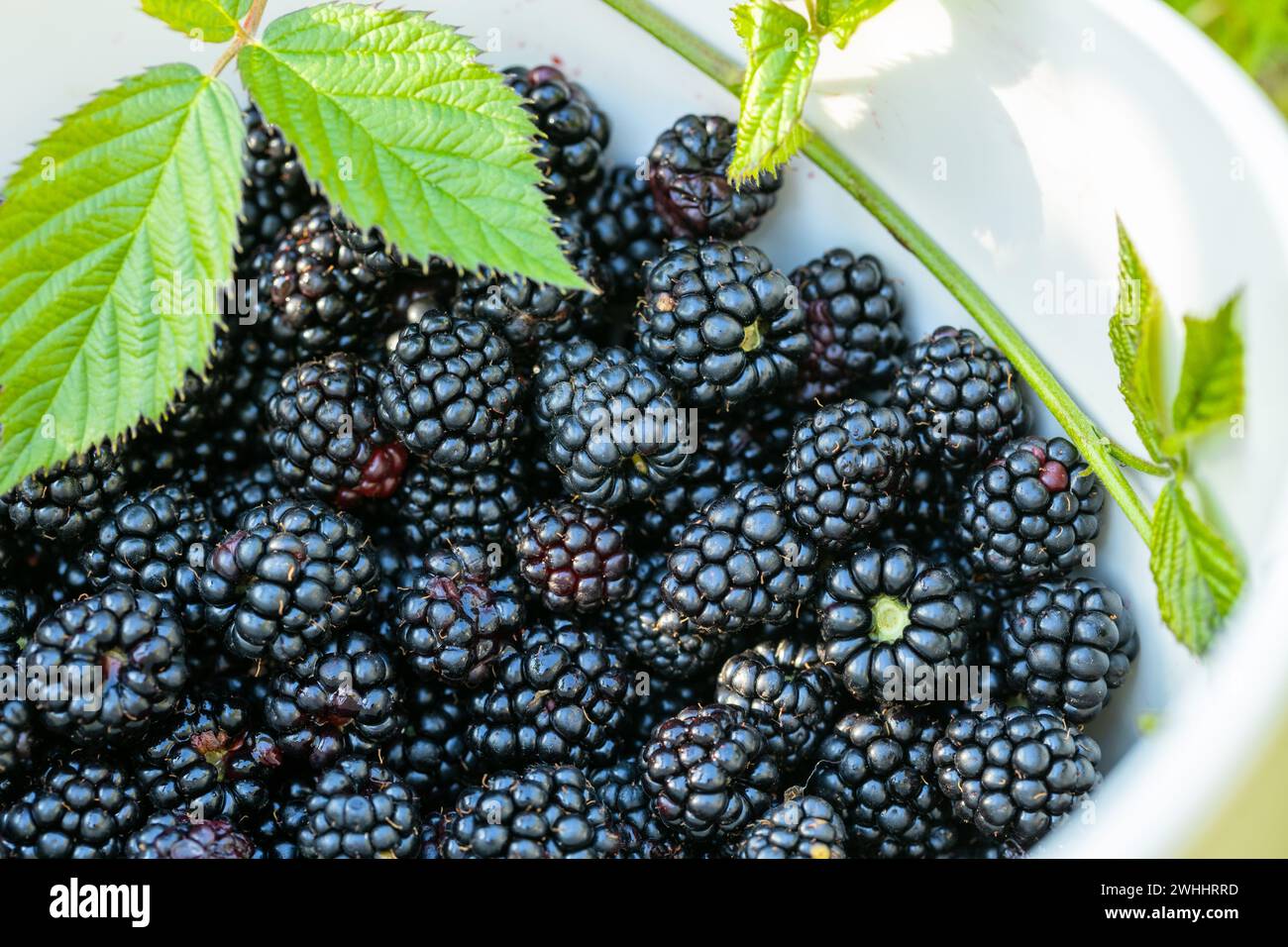 Mirtilli dolci meravigliosamente maturi, raccolti in una ciotola sulla trama, frutta naturale, non spruzzata e sana, macro, primo piano Foto Stock
