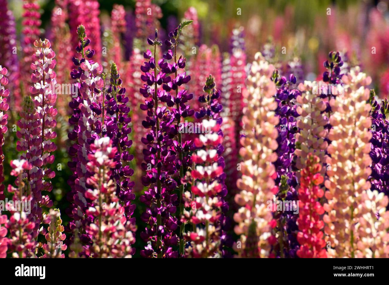 Lupino display in giardino, Schreiners Iris giardini, Keizer, Oregon Foto Stock