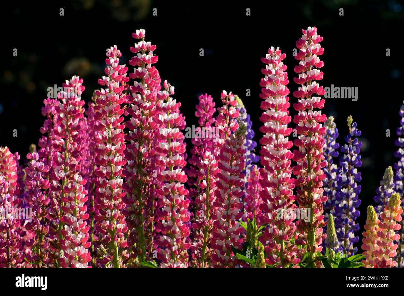 Lupino display in giardino, Schreiners Iris giardini, Keizer, Oregon Foto Stock