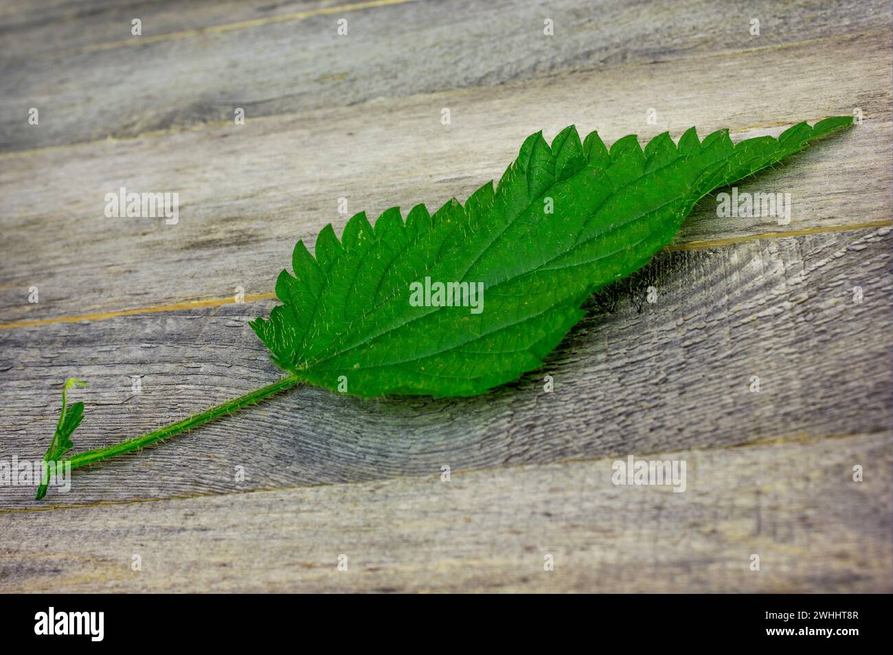 Una foglia verde di ortica appena raccolta Foto Stock