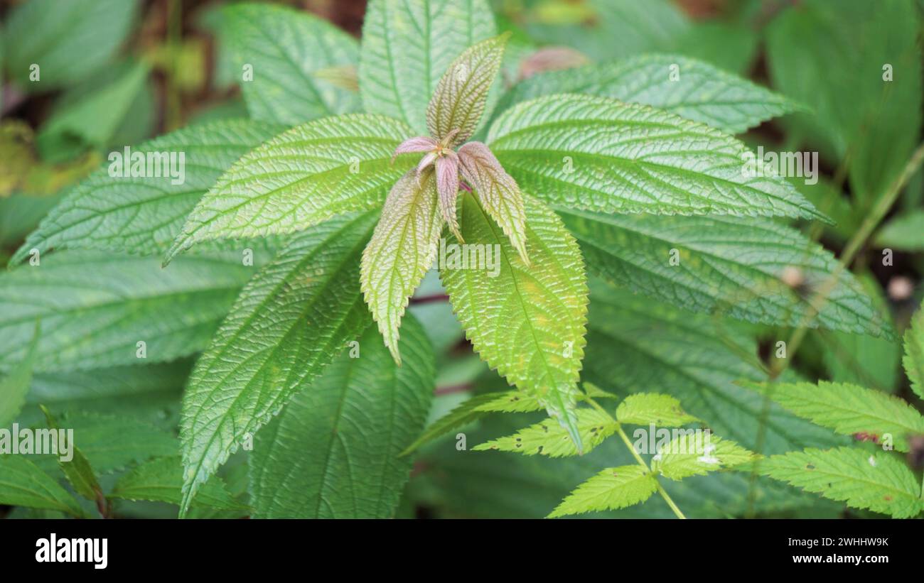 Spiraea japonica. È stato usato come medicina tradizionale dai nativi, e gli estratti delle piante sono stati trovati bioattivi Foto Stock