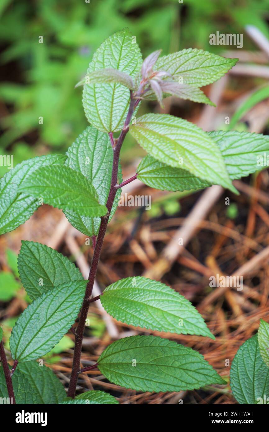 Spiraea japonica. È stato usato come medicina tradizionale dai nativi, e gli estratti delle piante sono stati trovati bioattivi Foto Stock