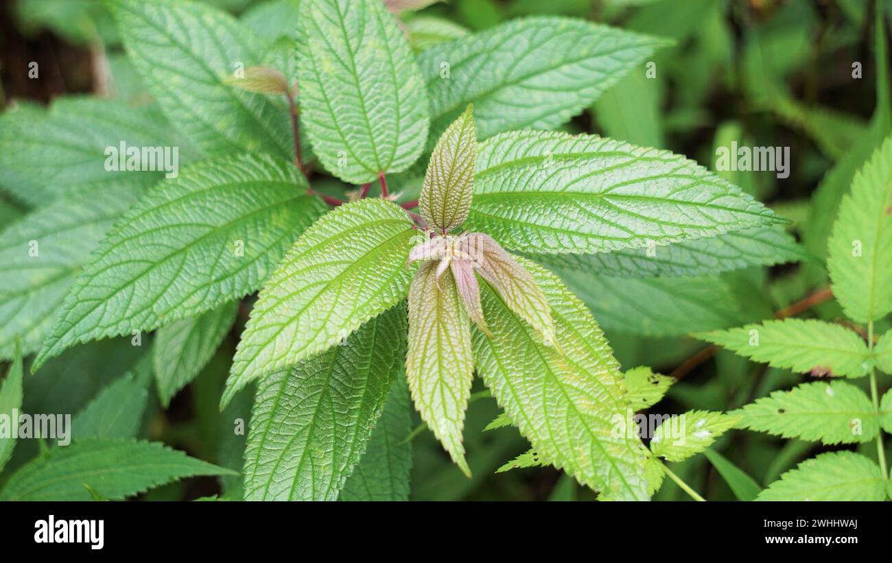 Spiraea japonica. È stato usato come medicina tradizionale dai nativi, e gli estratti delle piante sono stati trovati bioattivi Foto Stock