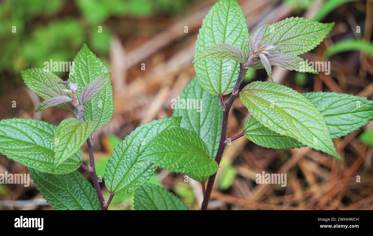 Spiraea japonica. È stato usato come medicina tradizionale dai nativi, e gli estratti delle piante sono stati trovati bioattivi Foto Stock