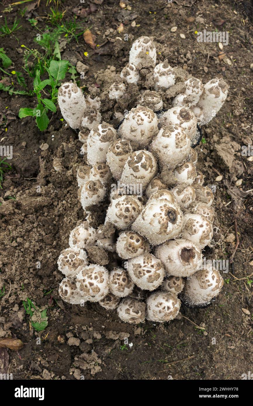 Colonie di funghi coprinus comatus. Vista dall'alto Foto Stock