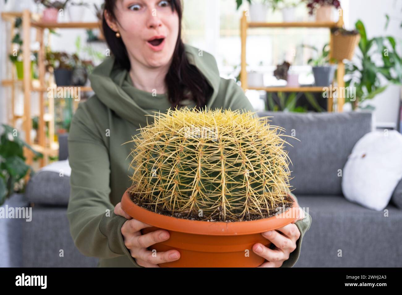 Grande echinocactus Gruzoni nelle mani di emozioni sorprese e divertenti donna all'interno della casa verde con collezioni di scaffalature o Foto Stock