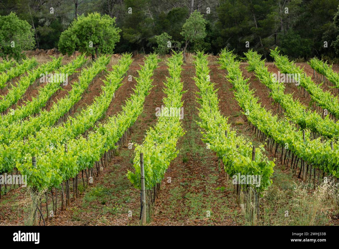Plantacion de viÃ±edos bajo la lluvia Foto Stock