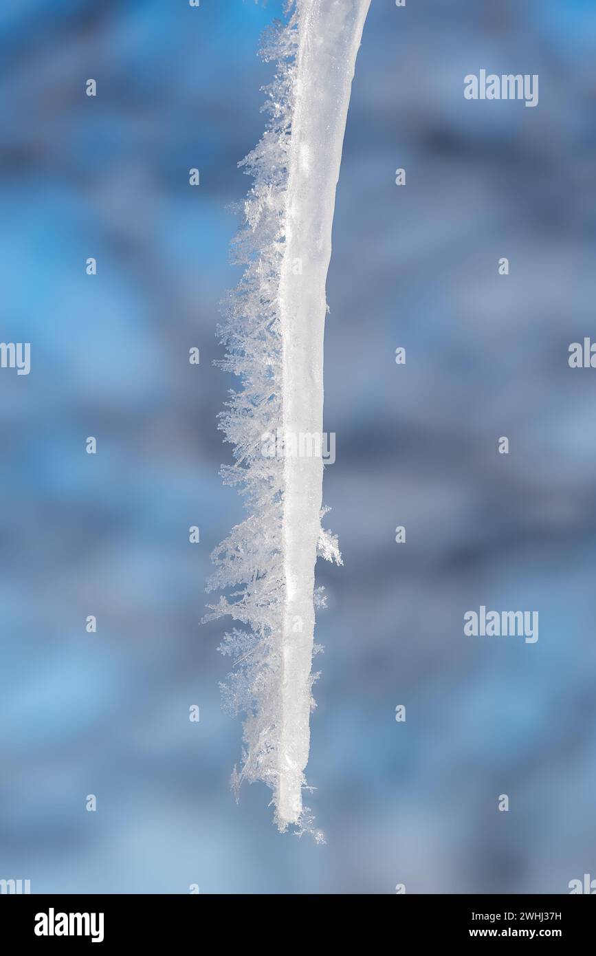 Hoar Frost a icicle, Wallowa Valley, Oregon. Foto Stock