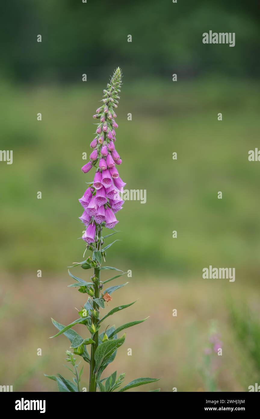 Foxglove rosso Foto Stock