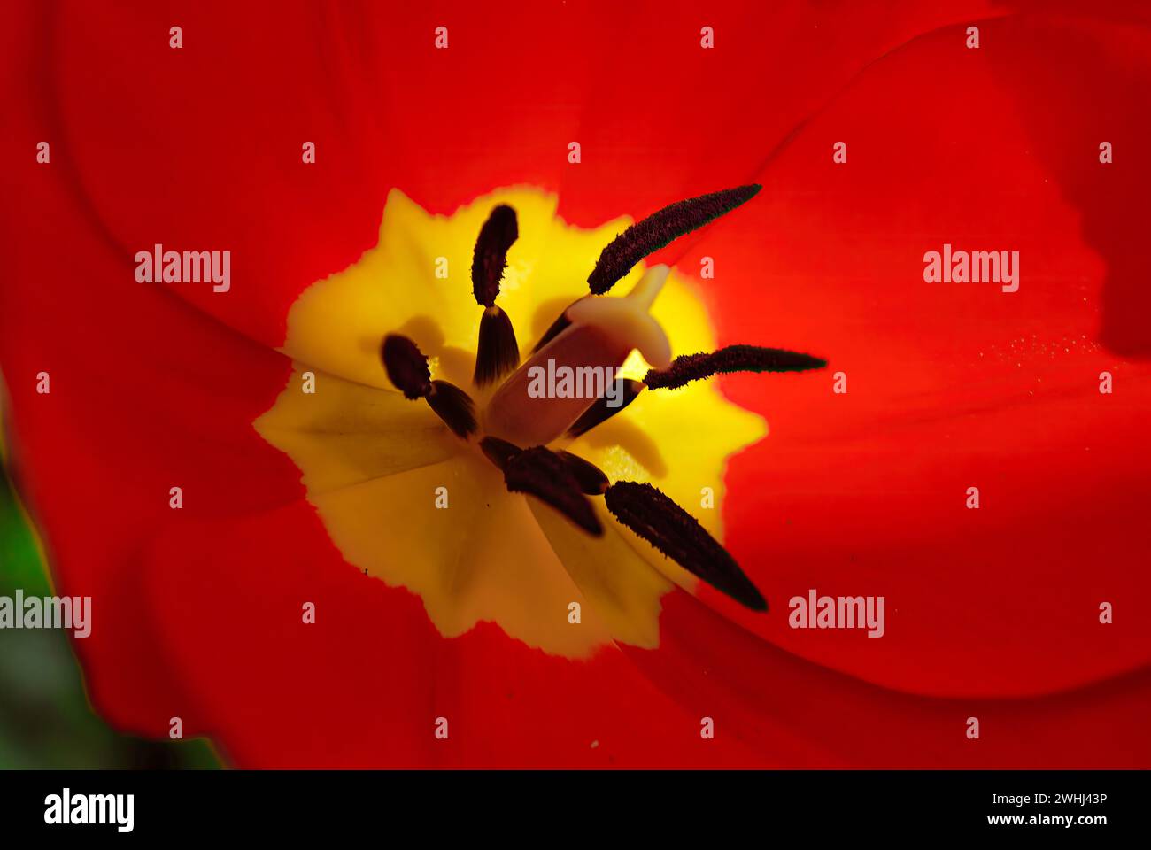 Primo piano sul fiore di Tulip ad Rem in fiore. Foto Stock