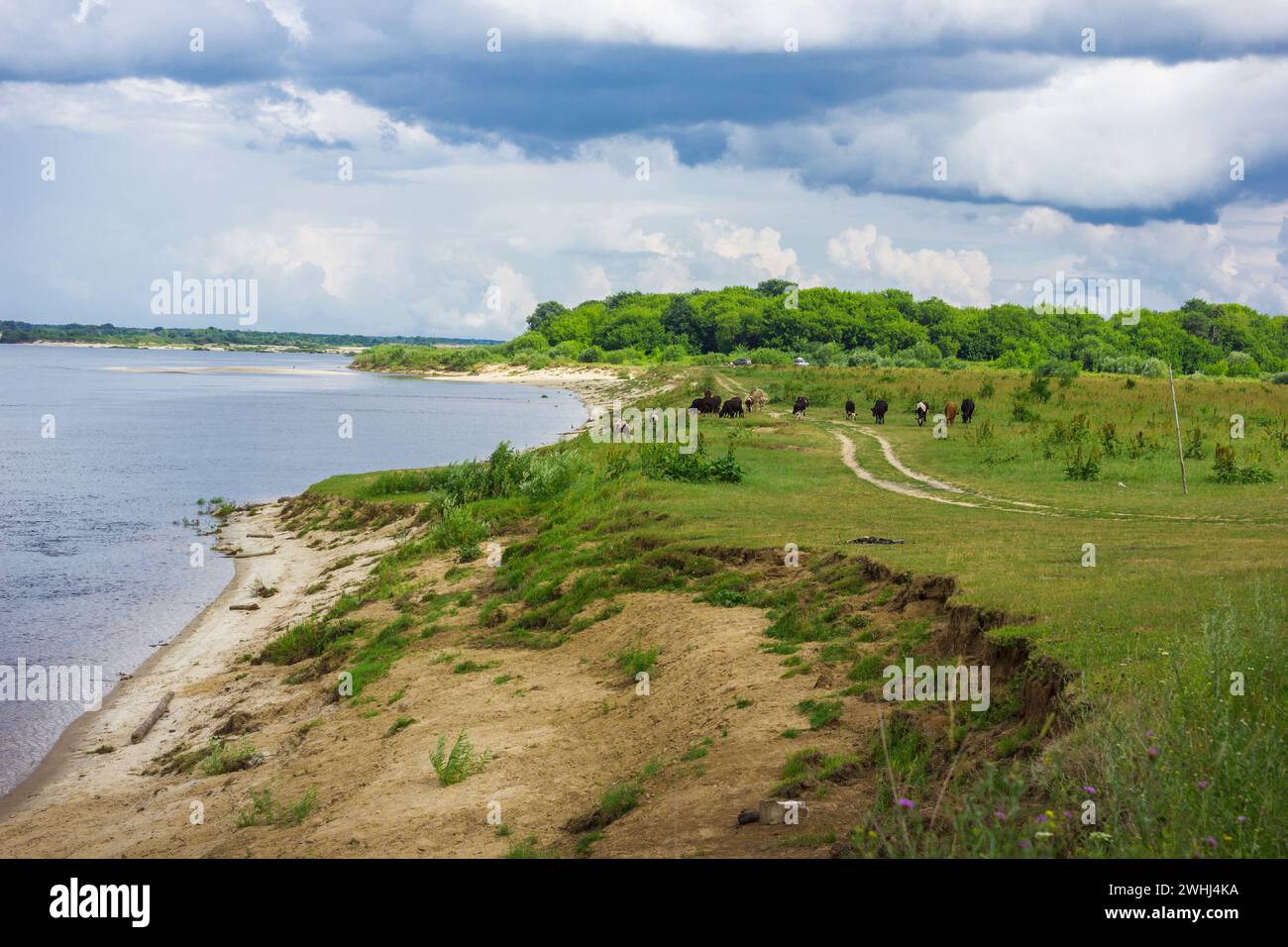 Alta sponda erbosa del fiume Volga. Estate. Luglio Foto Stock