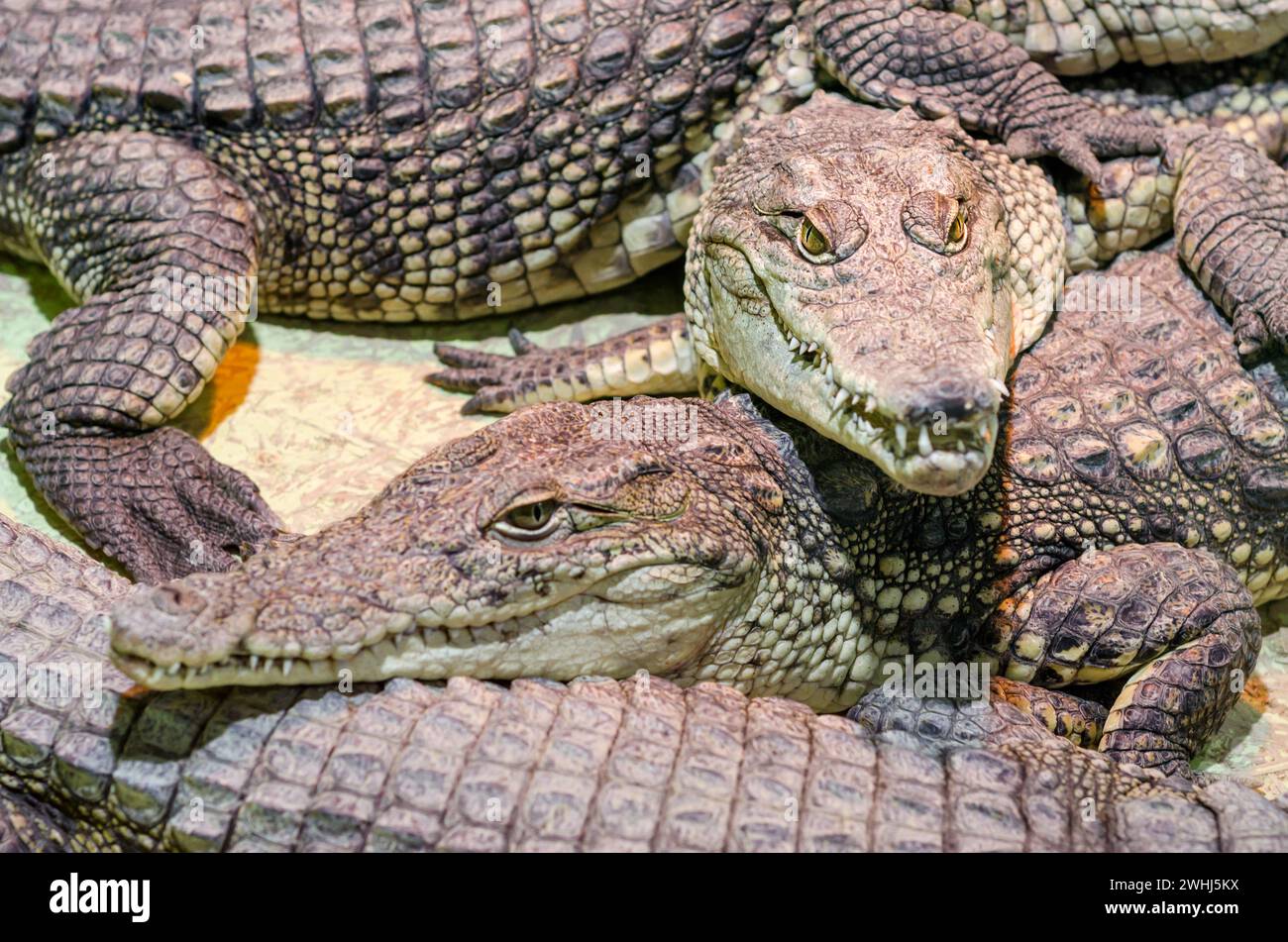 Molti coccodrilli alligatori si avvicinano Foto Stock