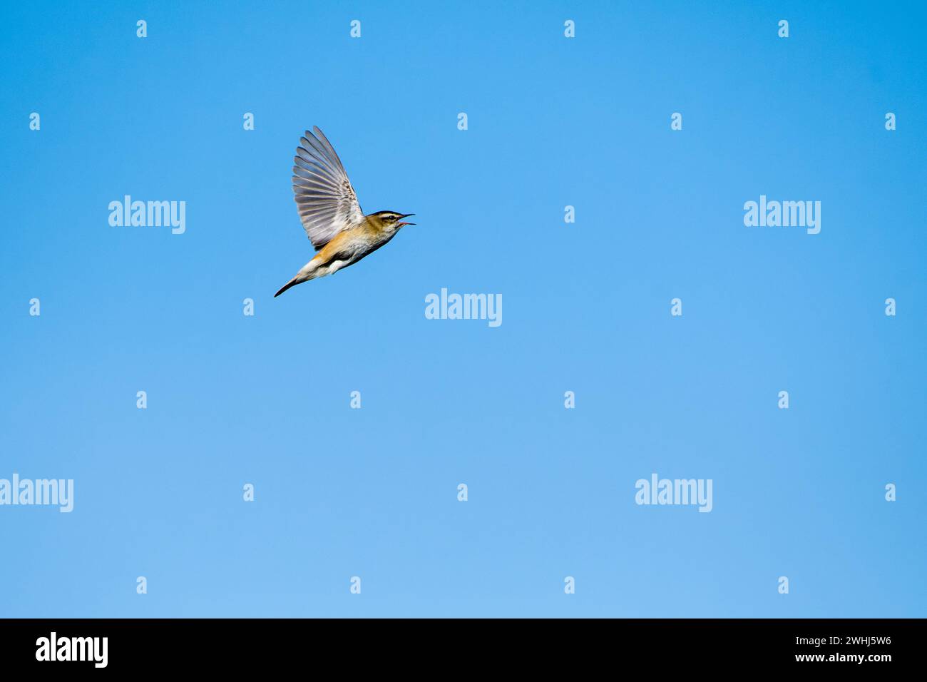 Sedge Warbler (Acrocephalus schoenobaenus) durante il volo di canto durante il corteggiamento Foto Stock