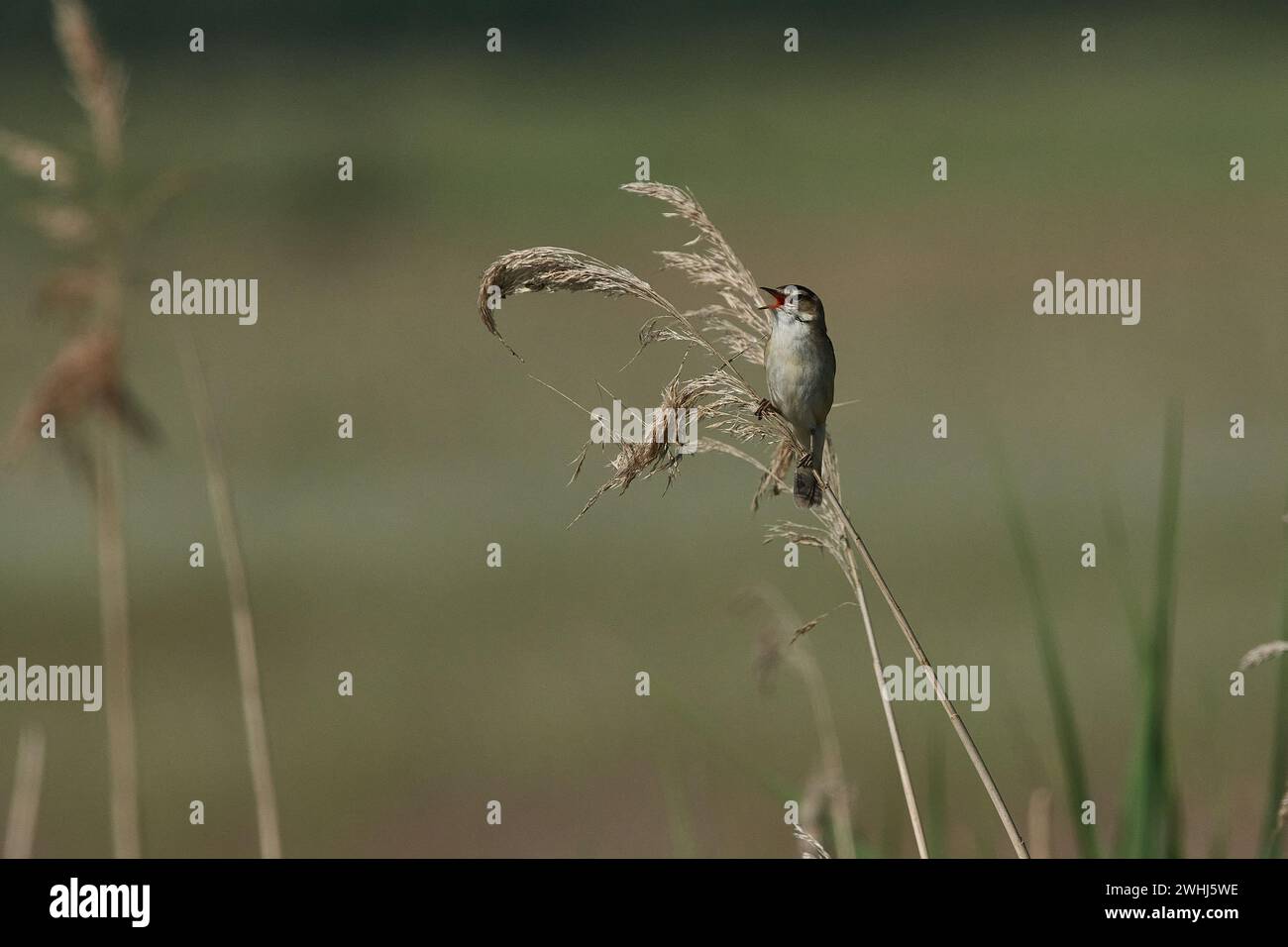 Sedge Warbler (Acrocephalus schoenobaenus) durante il corteggiamento Foto Stock