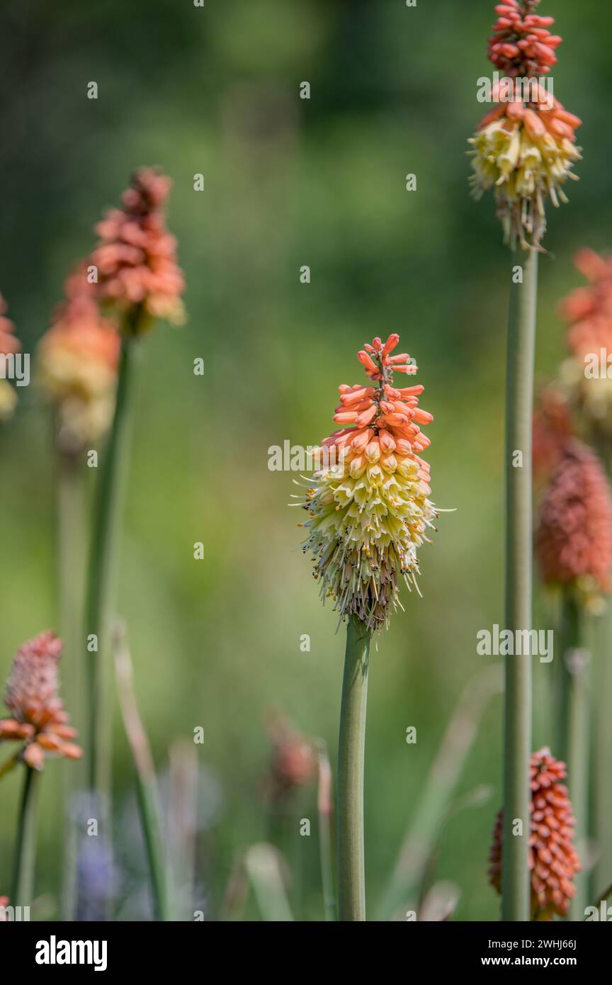 Gigli della torcia Foto Stock