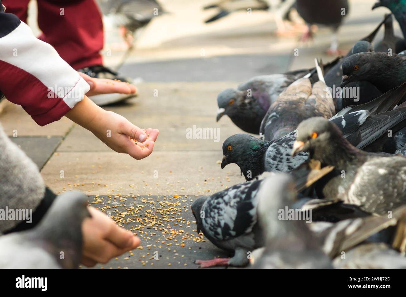 I bambini danno da mangiare ai piccioni e agli uccelli da vicino Foto Stock