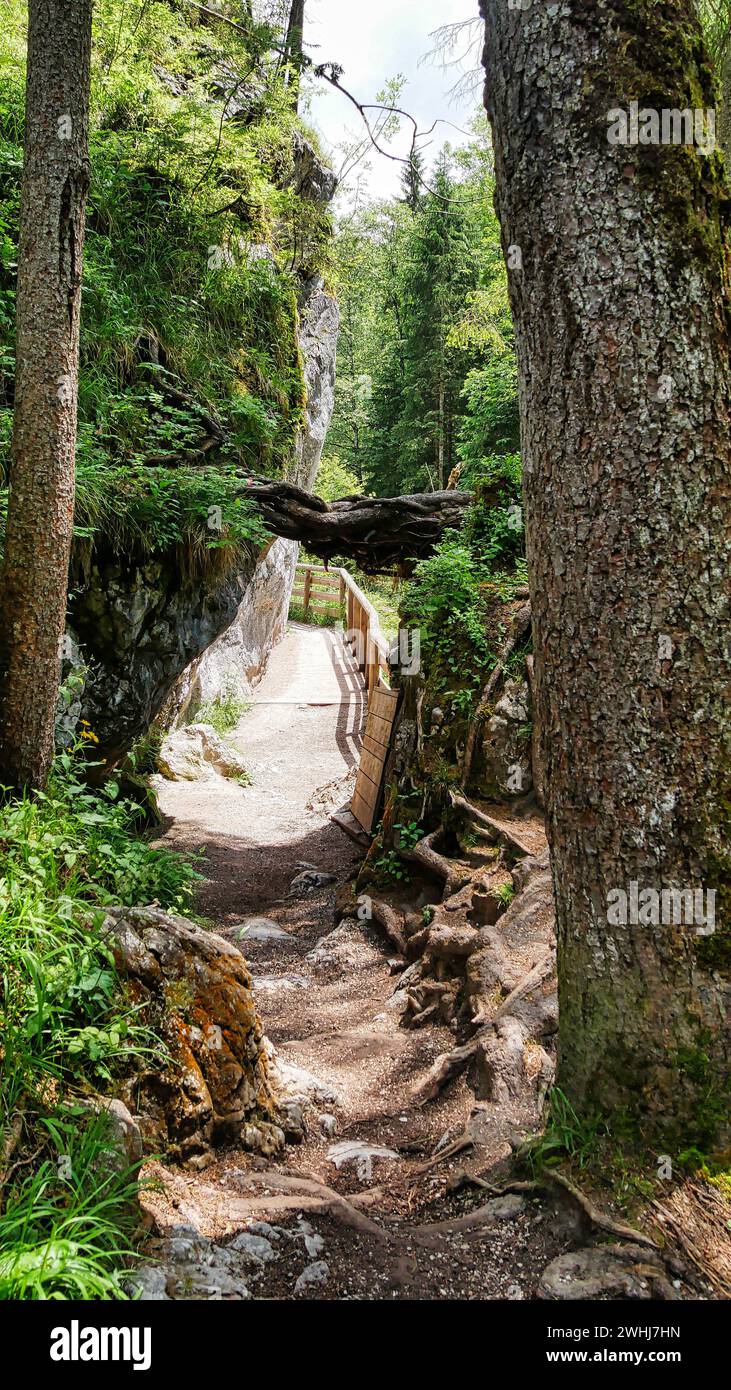 Sentiero escursionistico attraverso la foresta magica vicino a Ramsau e lungo la Ramsauer Ache nel Berchtesgaden N. Foto Stock