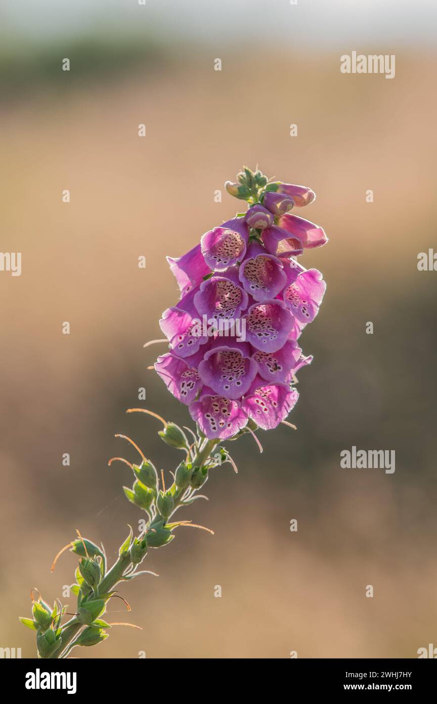 Foxglove rosso Foto Stock