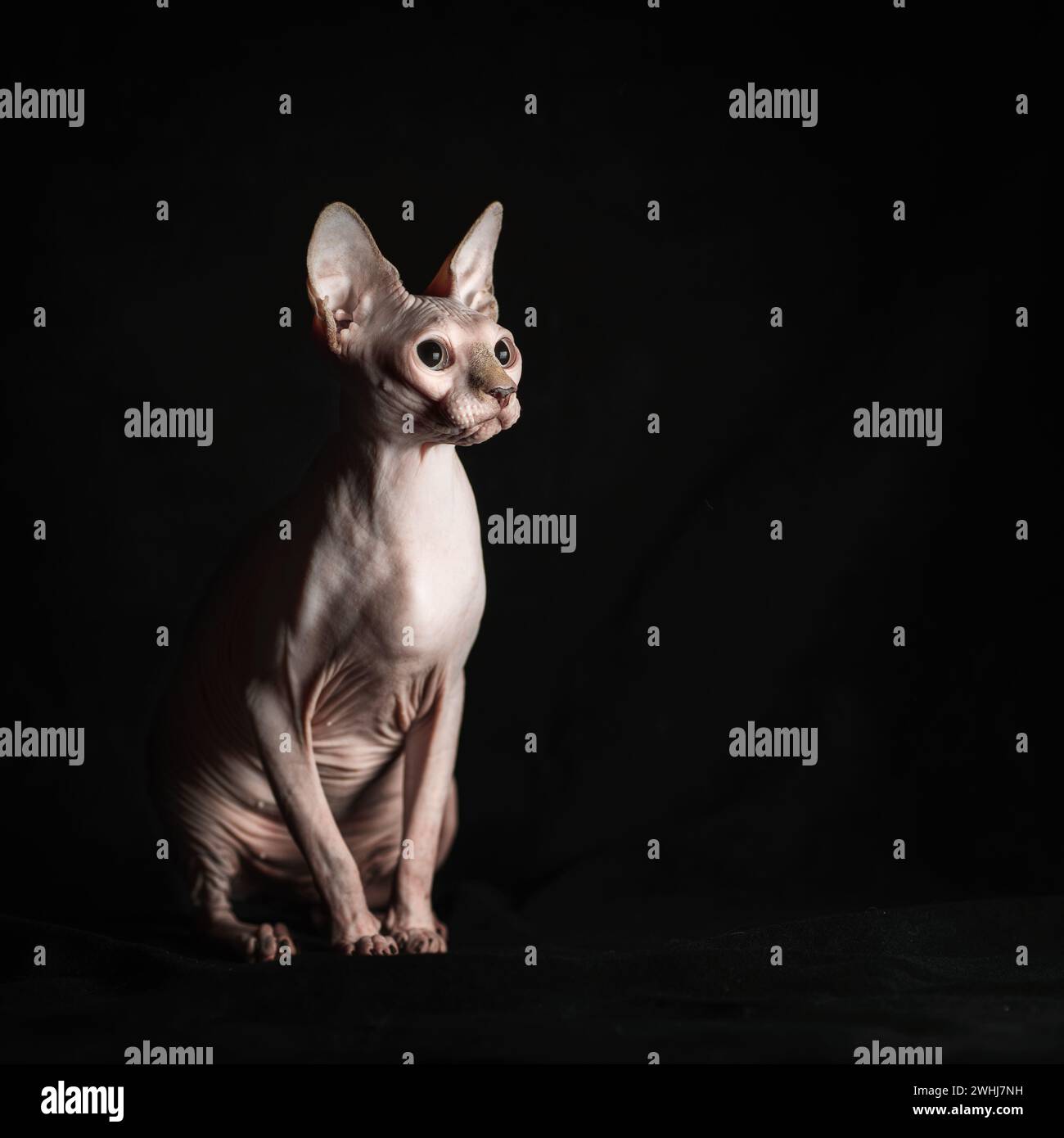 Il gatto rosa senza pelo con sfinge purosangue si stende su velluto nero su sfondo scuro Foto Stock