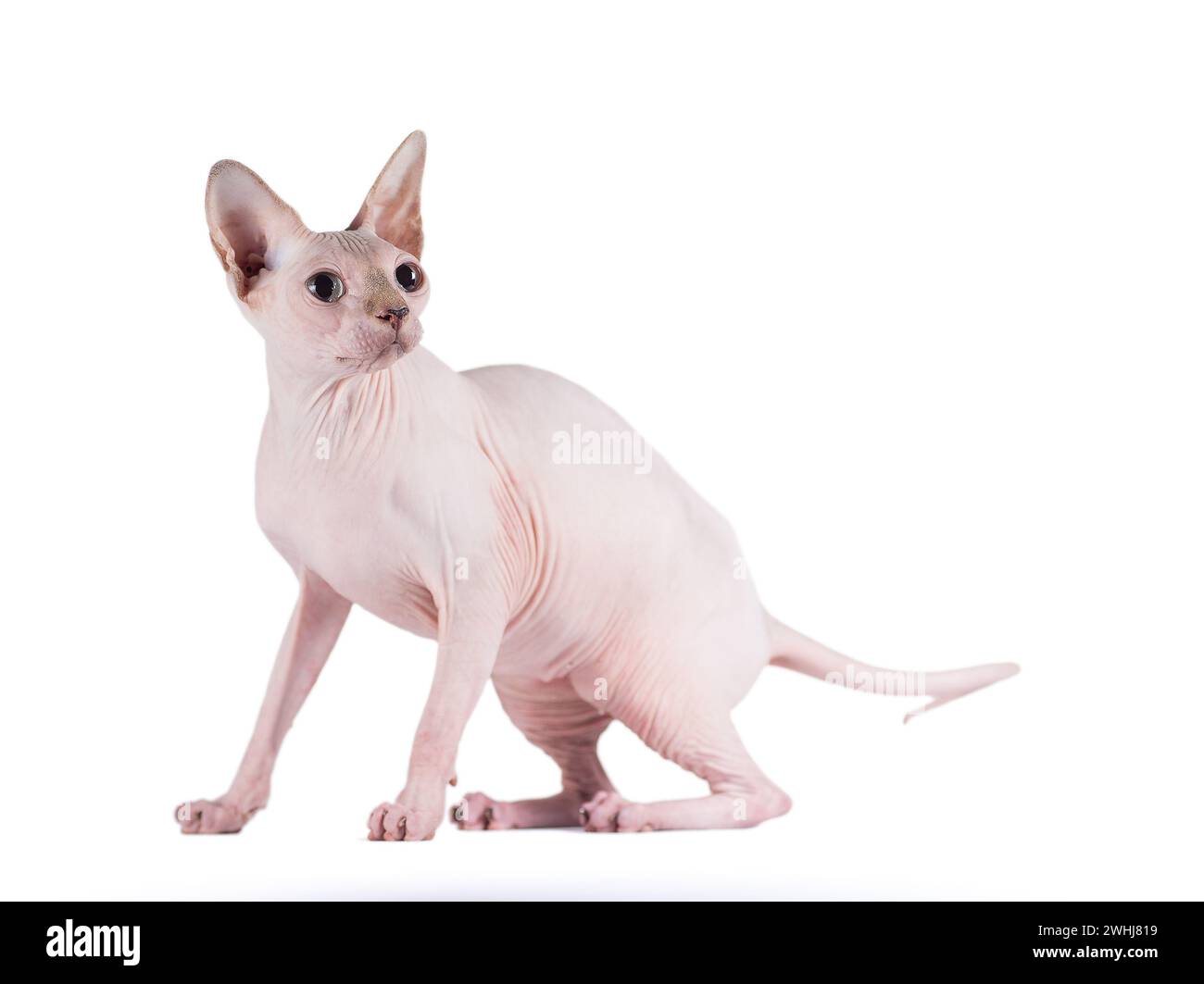 Ritratto di un gatto argentato della razza Sphynx Brush su sfondo bianco Foto Stock