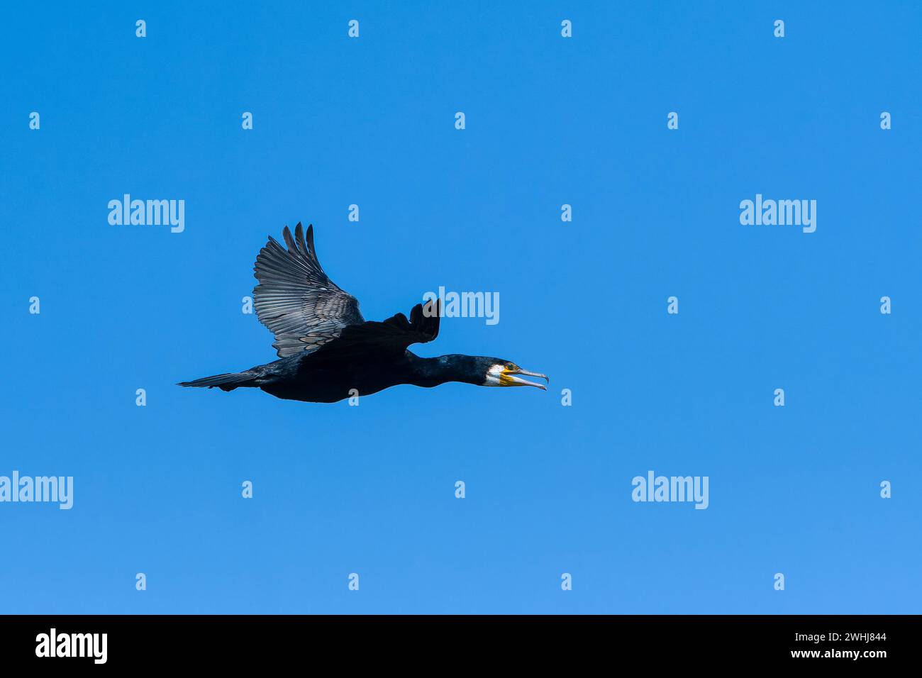 Ottimo cormorano in volo al sole della sera Foto Stock