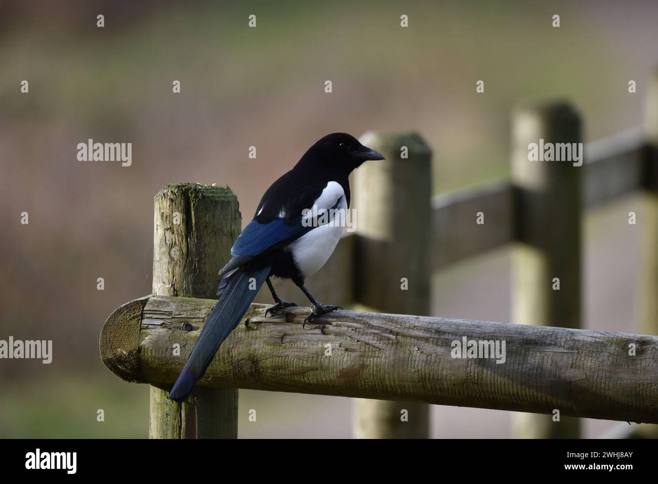 Immagine in primo piano a sinistra di una Magpie a becco nero (Pica pica) in piedi su una ferrovia di legno in una foresta nel Regno Unito in inverno Foto Stock