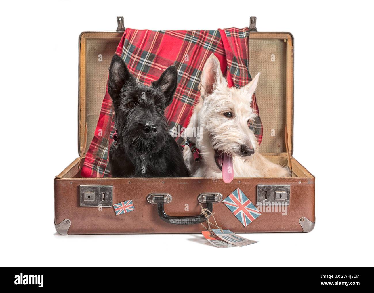 Due cuccioli di Scotch terrier seduti in una valigia d'epoca con cartelli degli aeroporti scozzesi e della bandiera britannica Foto Stock