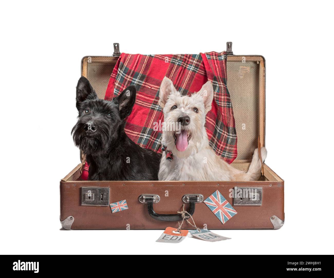 Due cuccioli di Scotch terrier seduti in una valigia d'epoca con cartelli degli aeroporti scozzesi e della bandiera britannica Foto Stock