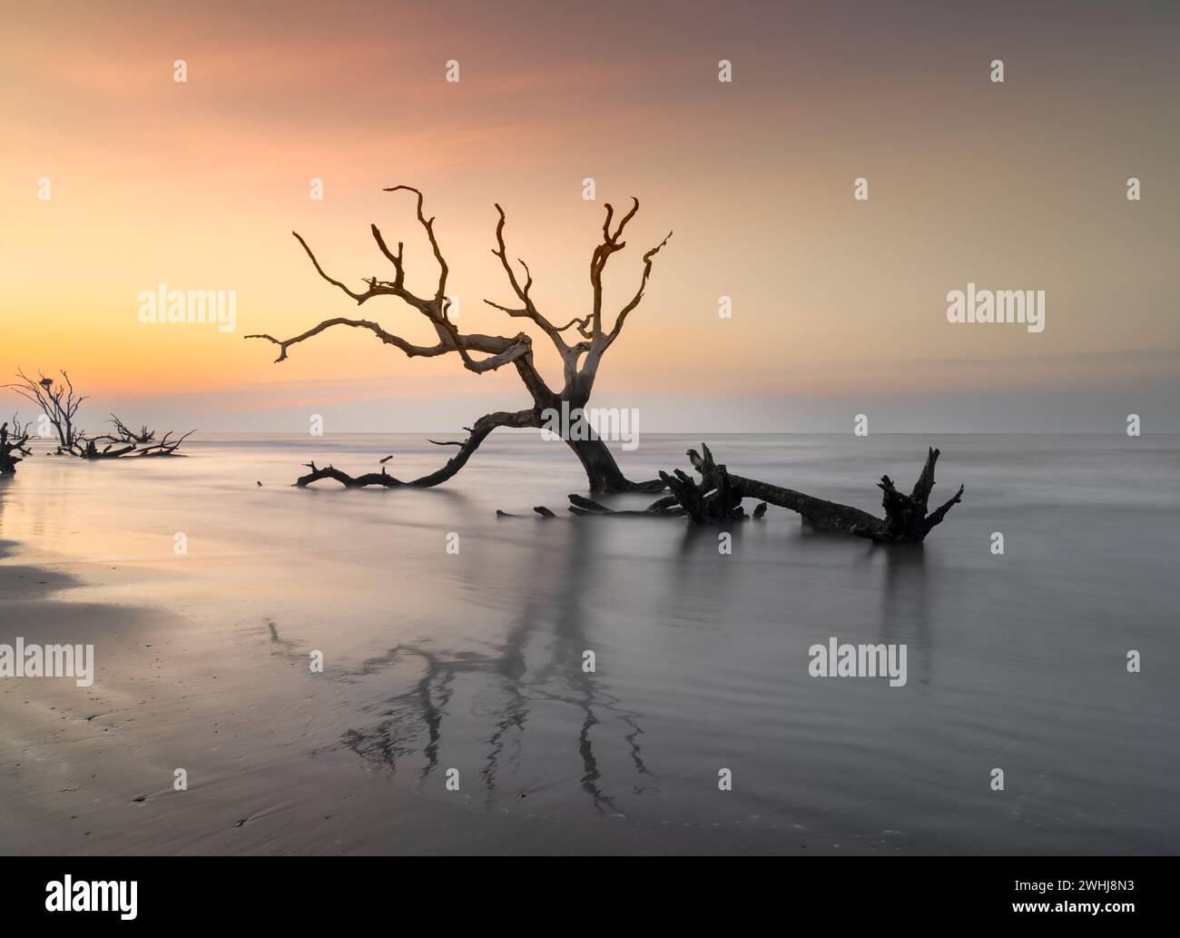 Paesaggio marino meditativo con albero morto e palude al sorgere del sole Foto Stock