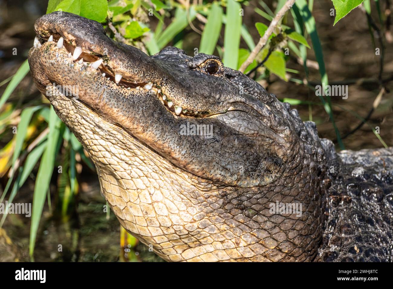 Alligatore americano (Alligator mississippiensis) che alza la testa mentre si allena al St. Augustine Alligator Farm Zoological Park a St. Augustine, Florida. Foto Stock