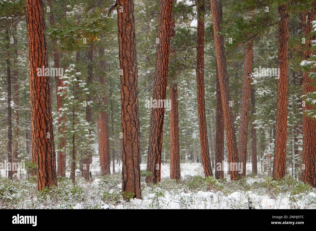 Ponderosa Pine vicino al fiume Metolius, Deschutes National Forest, Oregon Foto Stock